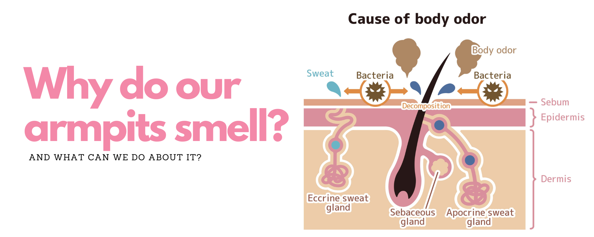 Why Do Our Armpits Smell? Here's The Science Behind It.